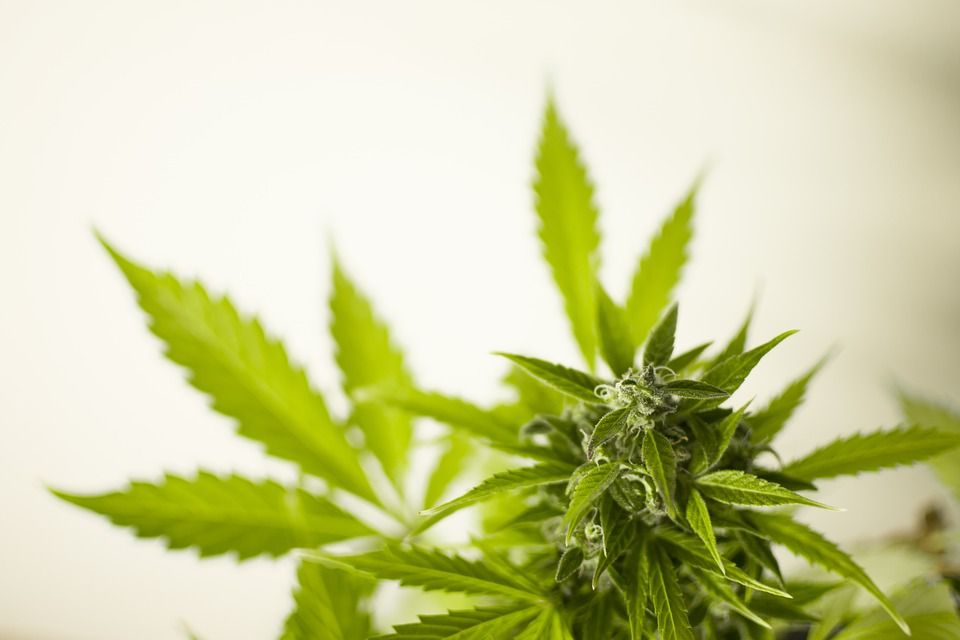 Homegrow zu feucht Homegrow zu feucht