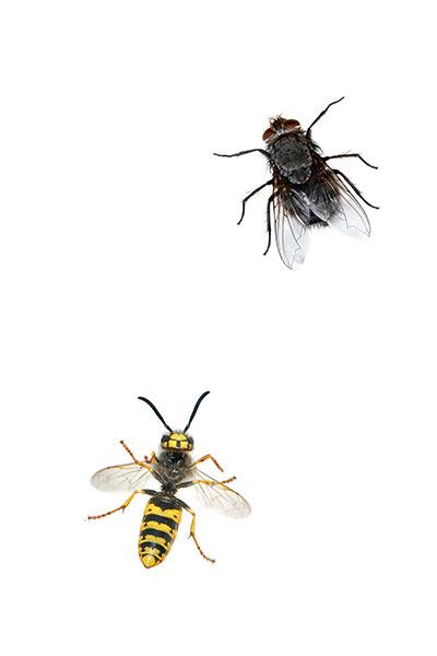 Insektenschutz Insektenschutz